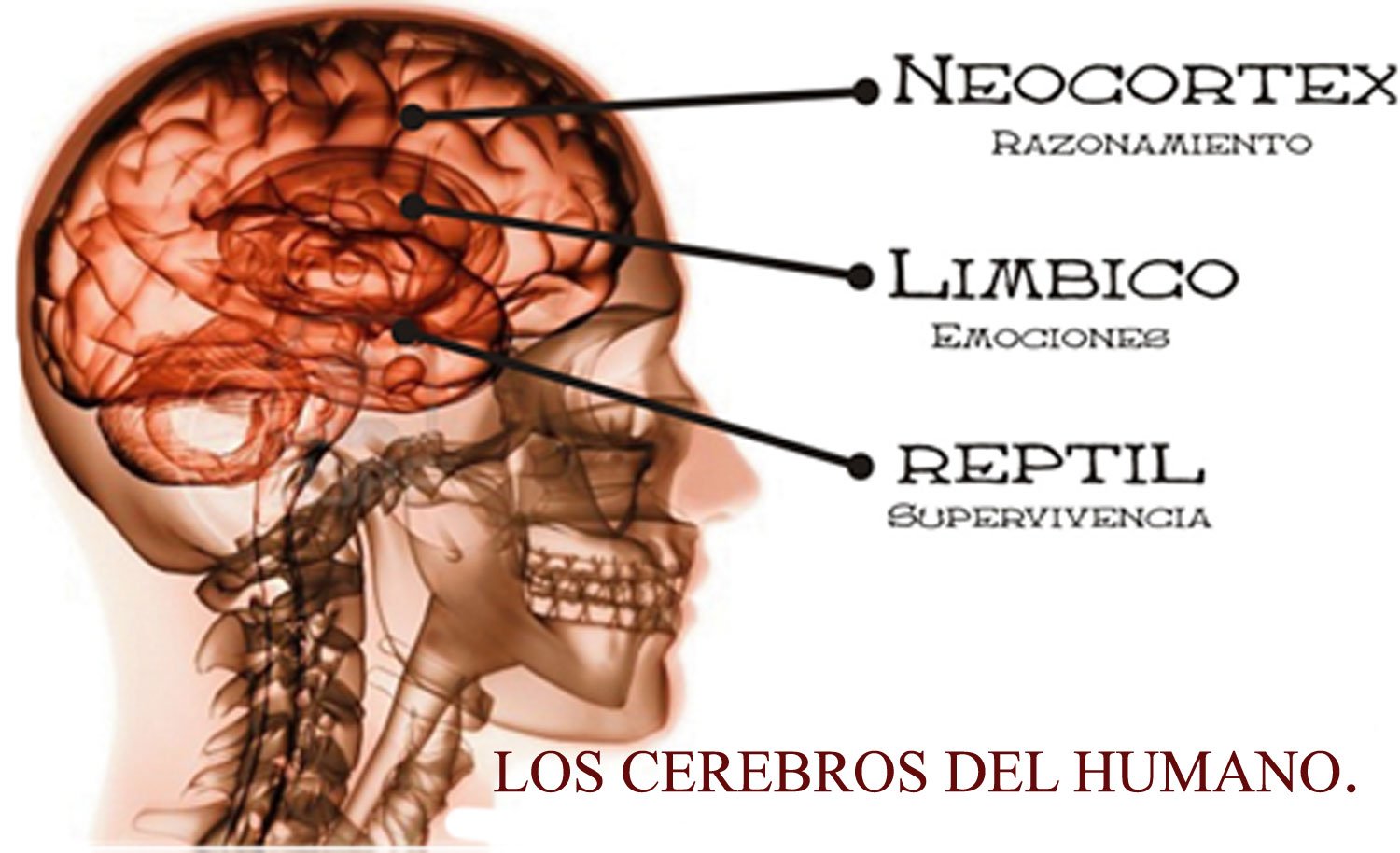 LOS-CEREBROS-DEL-HUMNANO